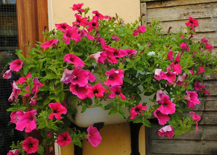 Penzion Abbey Killarney