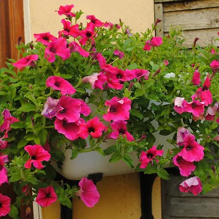 Pensionat Abbey Cill Airne